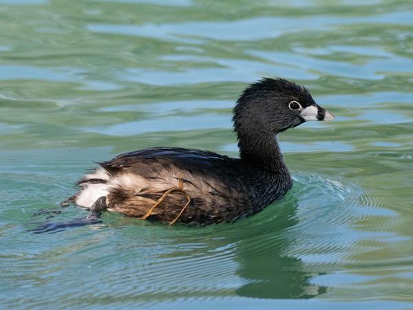 <h3><a href="/trips/Tucson_2023/biota/animalia/chordata/aves/011 podicipediformes/001 podicipedidae/podilymbus podiceps/podilymbus podiceps-nl.html">Podilymbus&nbsp;podiceps</a> / Pied‑billed&nbsp;grebe / Dikbekfuut</h3>OM-1 met M.300mm F4.0 + MC-14, 1/3200 sec  bij F5.6, ISO 2000, afstand 11.7&nbsp;m